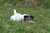 JACK RUSSEL 056